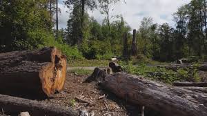 Unicoi, TN Tree Care Company